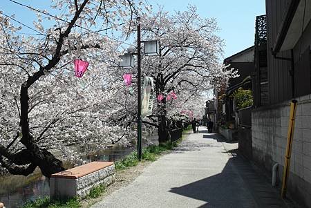 3/31岩倉五条川お花見