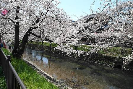 3/31岩倉五条川お花見