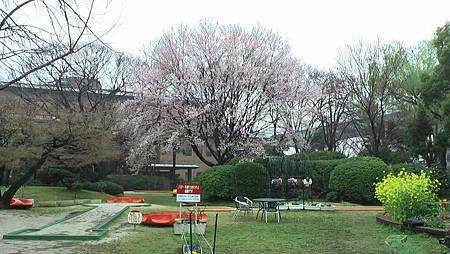 3/26鶴舞公園雨中散步