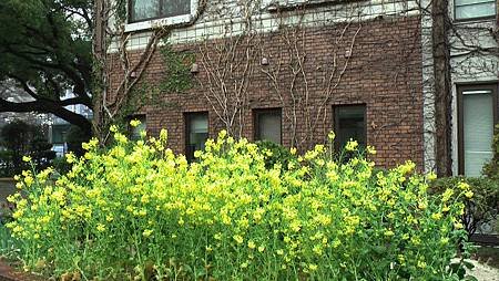 3/26鶴舞公園雨中散步