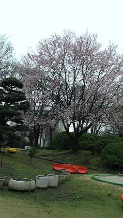 3/26鶴舞公園雨中散步