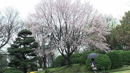 3/26鶴舞公園雨中散步