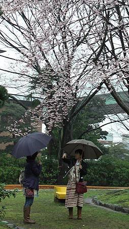 3/26鶴舞公園雨中散步