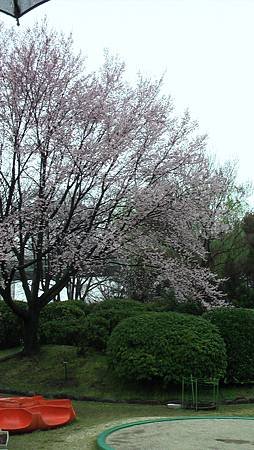 3/26鶴舞公園雨中散步