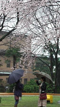 3/26鶴舞公園雨中散步