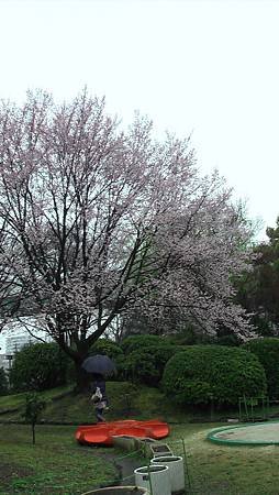 3/26鶴舞公園雨中散步