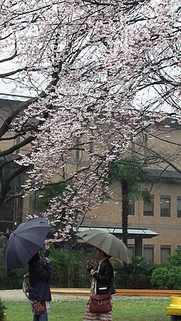 3/26鶴舞公園雨中散步