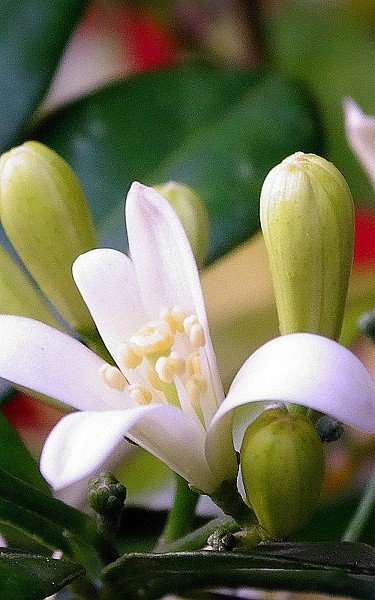 lai_DSC01256
