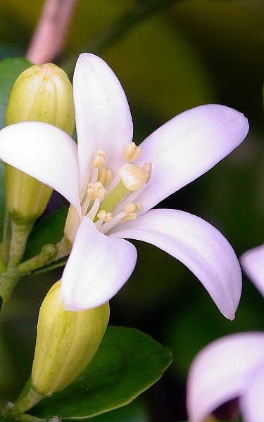 lai_DSC01259