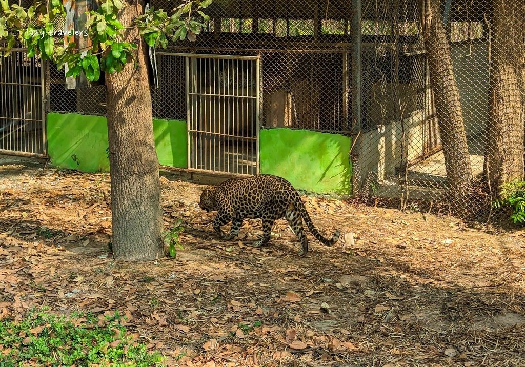 北碧景點篇：必來的Safari Park北碧動物園餵食長頸鹿