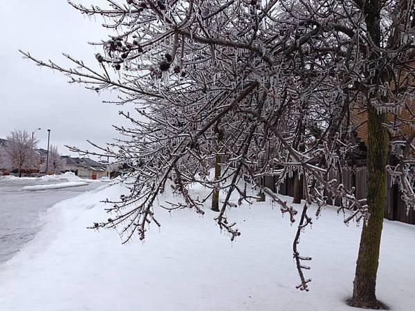 下了一整夜的Freezing rain，路樹的積雪融了又結冰，成為冰棒樹