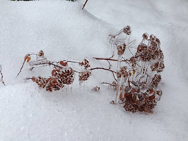 承受不住重量的細枝，就Fracture 躺在雪上