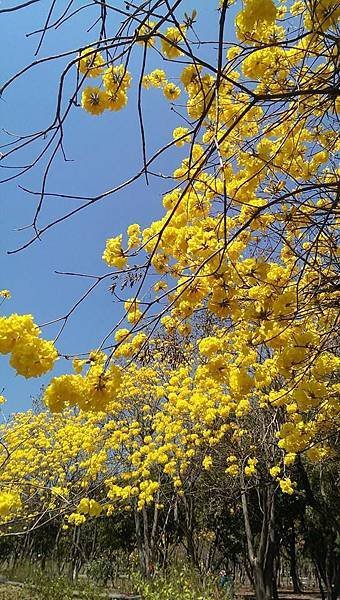 億載金城旁邊野餐加欣賞黃花風鈴木1.jpg