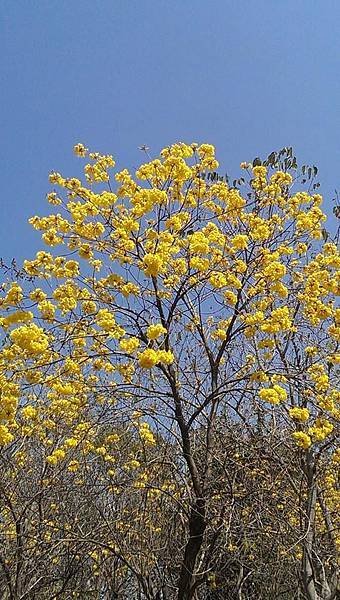 億載金城旁邊野餐加欣賞黃花風鈴木3.jpg