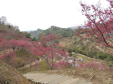 1040214大坑濁水巷櫻花林2.jpg