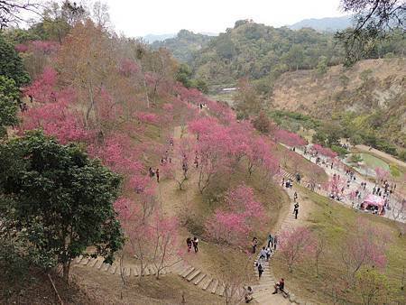 1040214大坑濁水巷櫻花林3.jpg