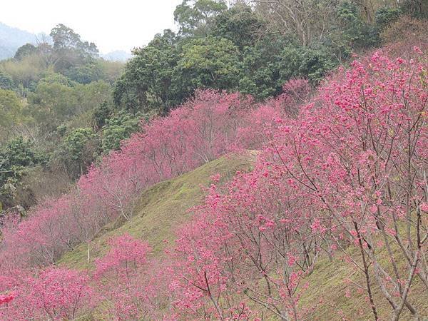 滿山坡地櫻紅.jpg