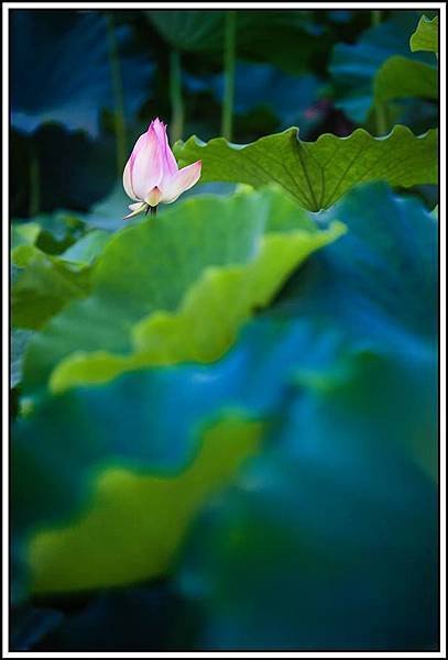 在 靜謐靛藍的深處.jpg