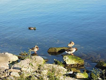 Lake Ontario Park1