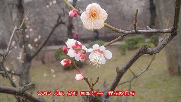 阪梅20