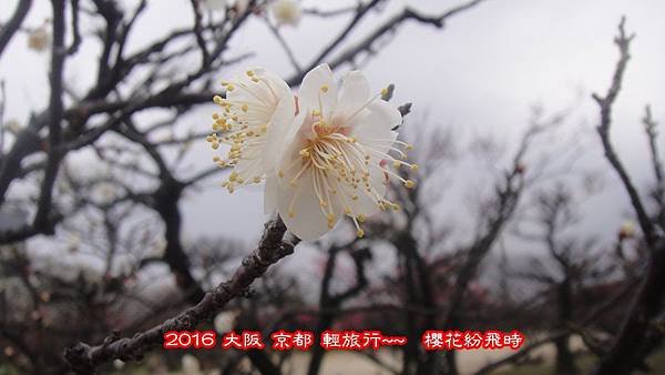 阪梅18