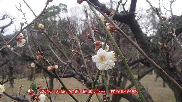 阪梅21