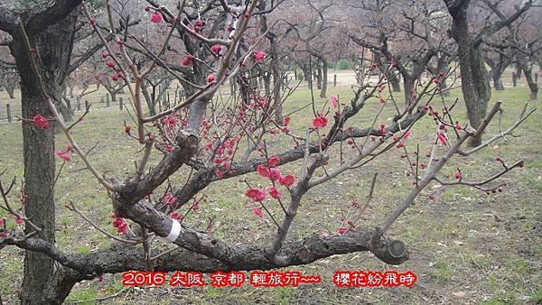 阪梅28