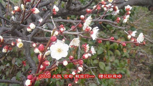 阪梅36