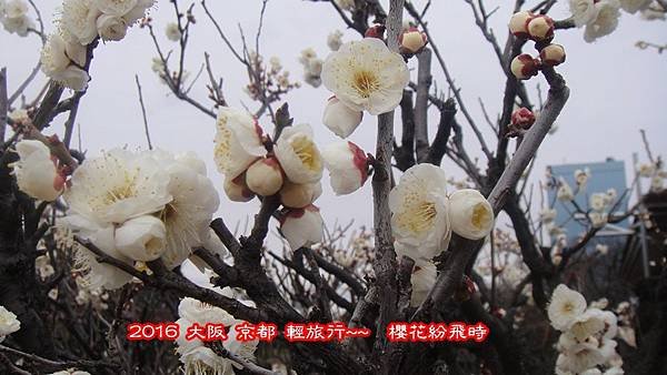 阪梅35