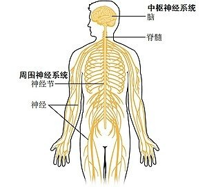 300px-1201_Overview_of_Nervous_System_zh.jpg