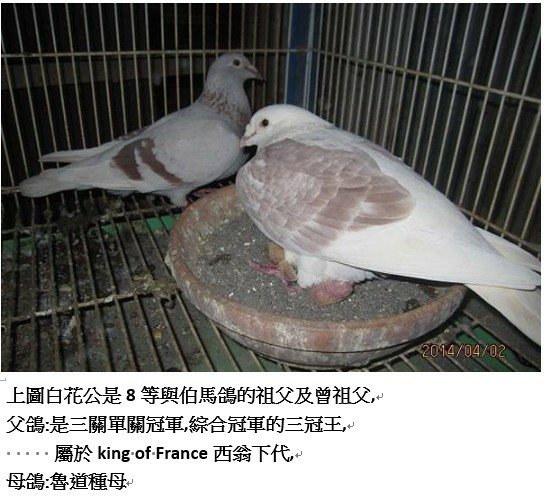 高代西翁X魯道金母.jpg