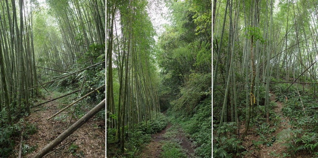 四天王縱走(篤鼻山、青園山、知鳥山、四天皇山)