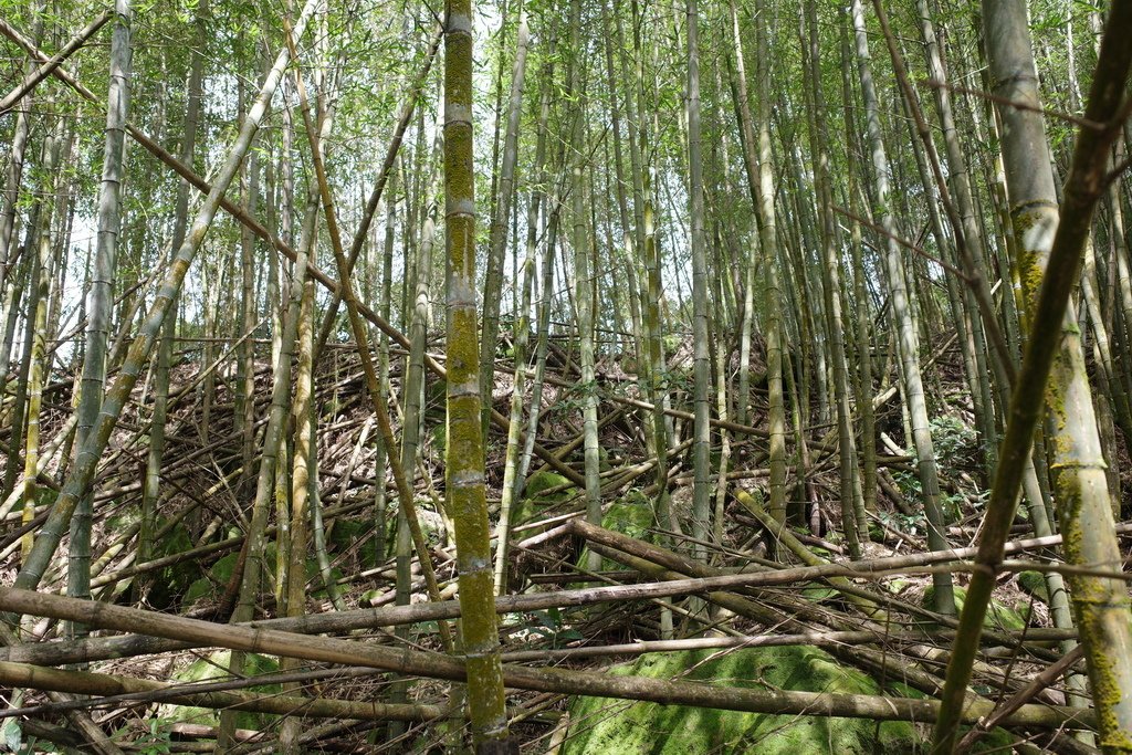 四天王縱走(篤鼻山、青園山、知鳥山、四天皇山)