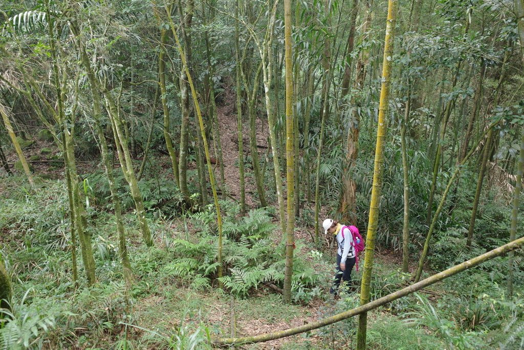 四天王縱走(篤鼻山、青園山、知鳥山、四天皇山)