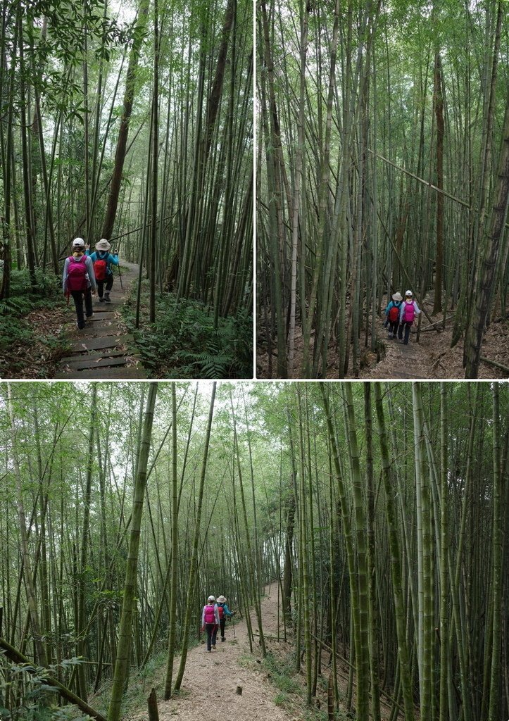 四天王縱走(篤鼻山、青園山、知鳥山、四天皇山)