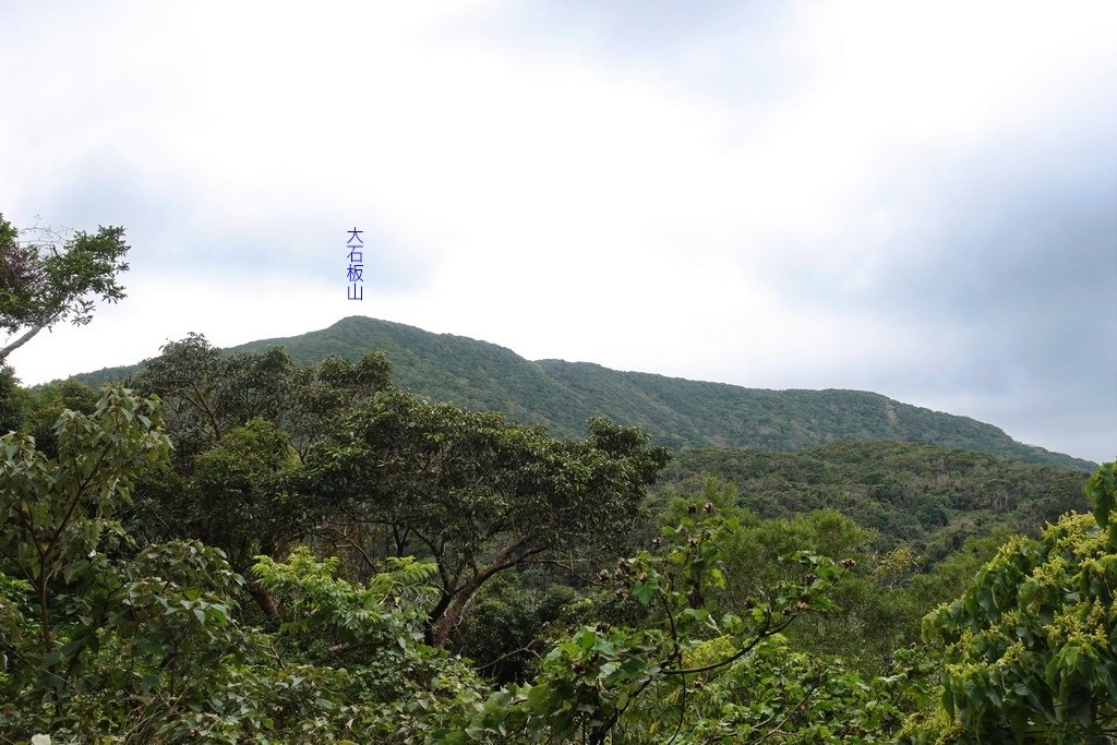 高士佛山+茄苳神木O型