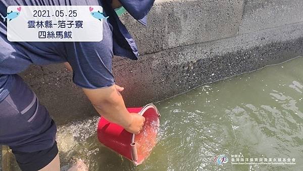 2021.05.25 箔子寮漁港放流四絲馬鮁魚苗活動_6.jpg