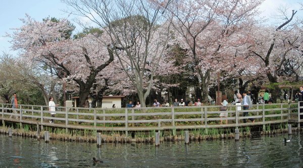 櫻廣場前水生植物園.JPG