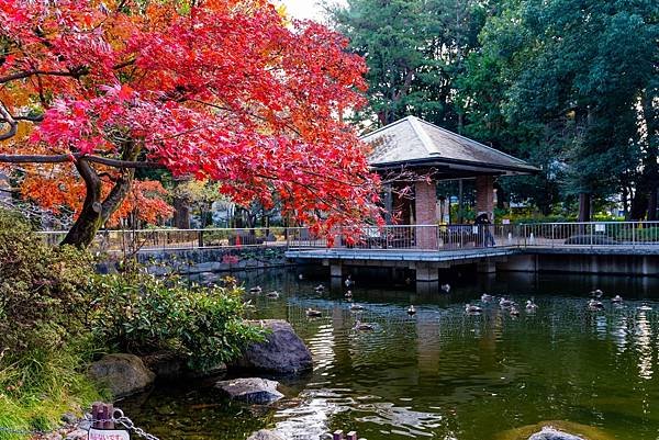 蠶絲馬橋秋景3.jpg