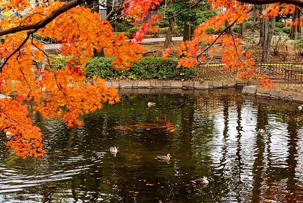 蠶絲馬橋秋景21.jpg