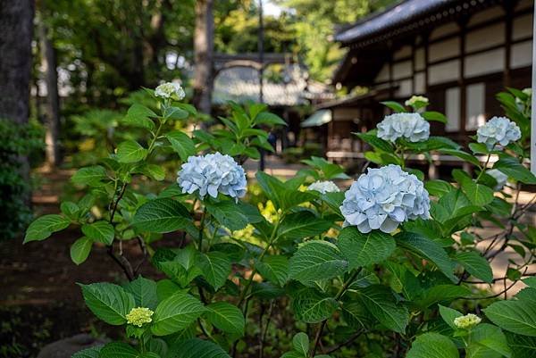 妙法寺6.jpg