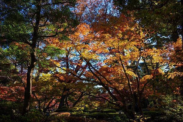 大田黒公園11.jpg