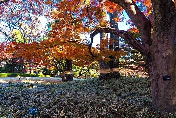 大田黒公園100.jpg