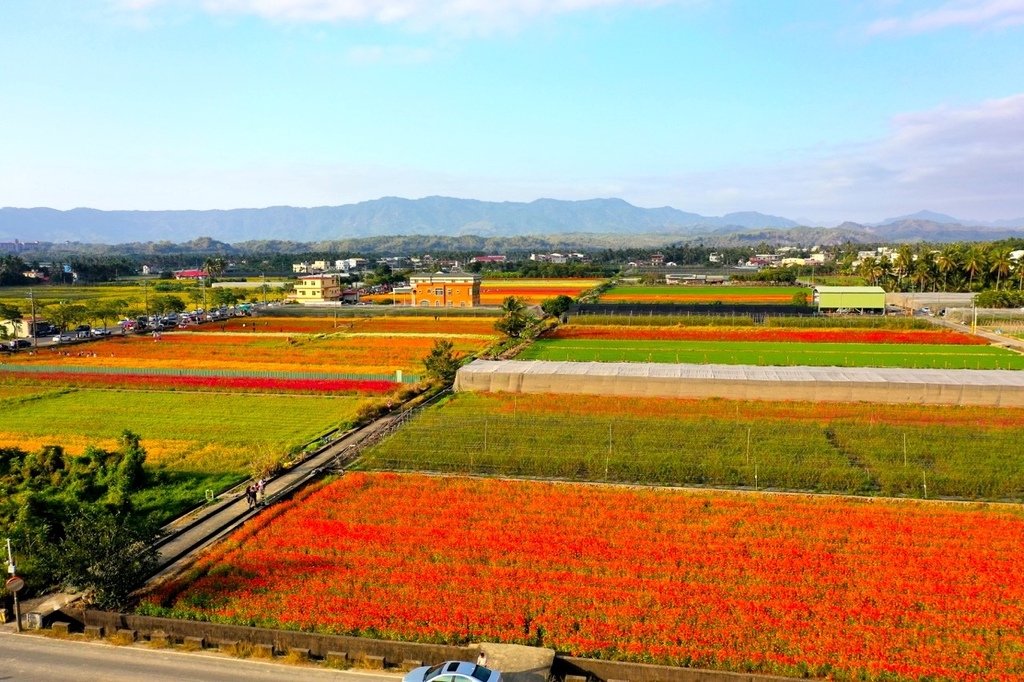 DJI_0869杉林花海.jpeg