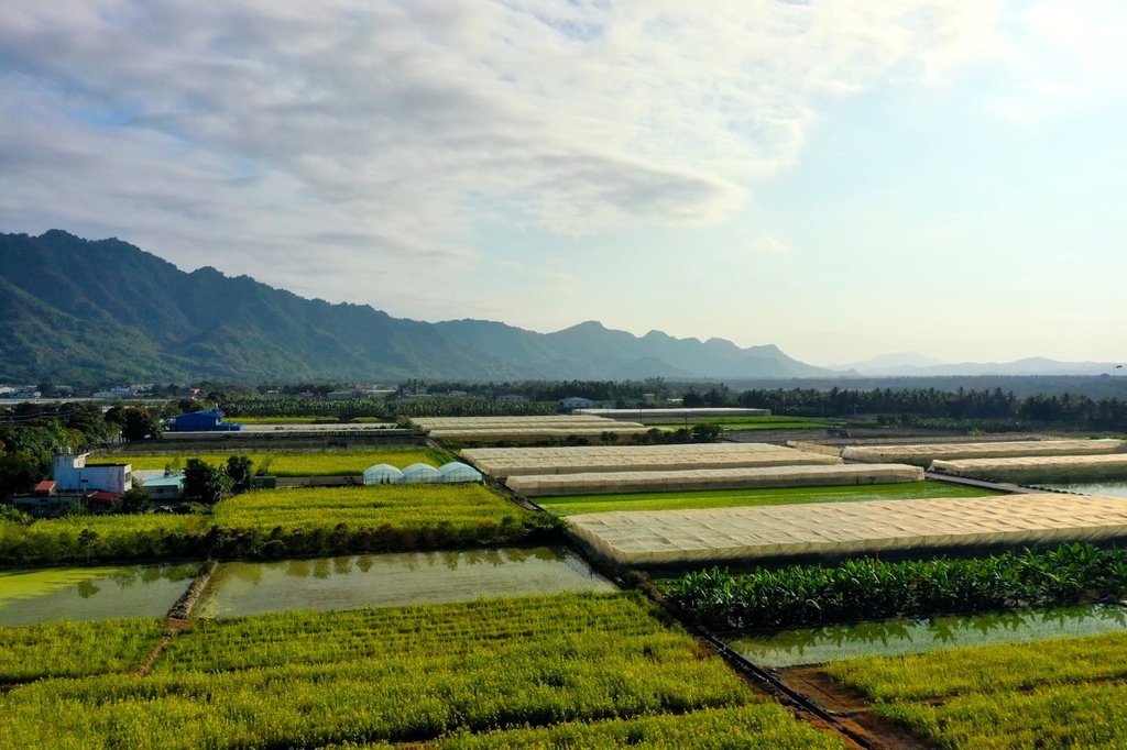 DJI_0843杉林花海.jpeg