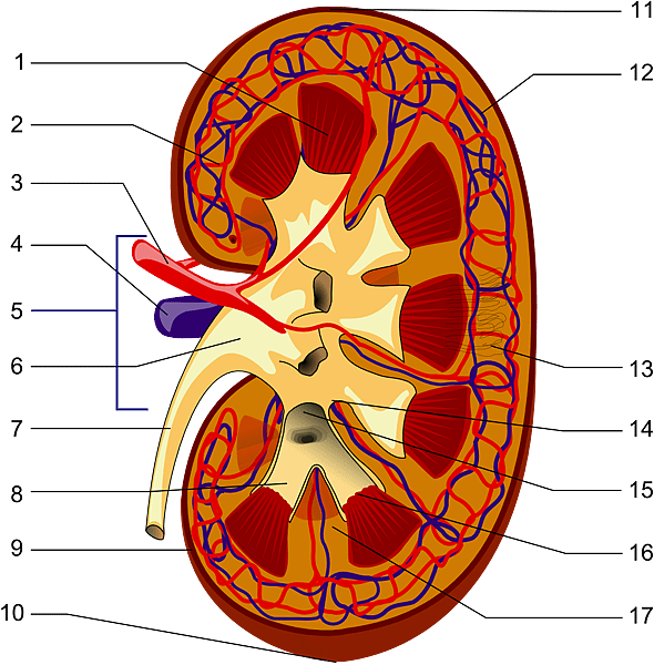 Kidney_PioM.png