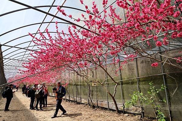 2024年梅峰農場-春之饗宴﹝桃花廊﹞