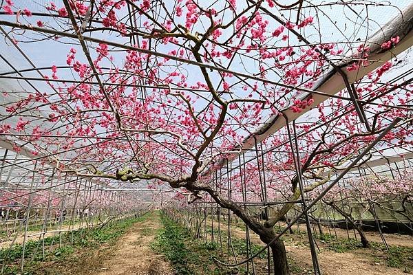 2024年梅峰農場-春之饗宴﹝桃花廊﹞