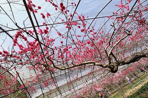 2024年梅峰農場-春之饗宴﹝桃花廊﹞