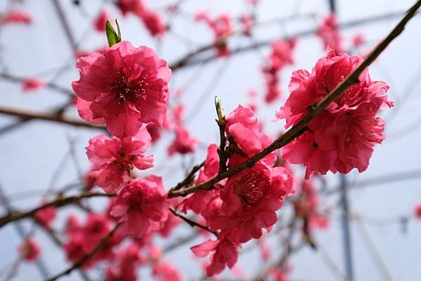 2024年梅峰農場-春之饗宴﹝桃花廊﹞